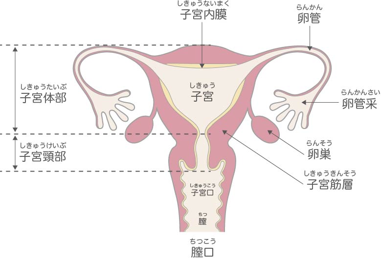 理想的な膣とは？ – 港区、品川区の産婦人科で妊婦健診・産後ケア・避妊相談なら│海老根ウィメンズクリニック