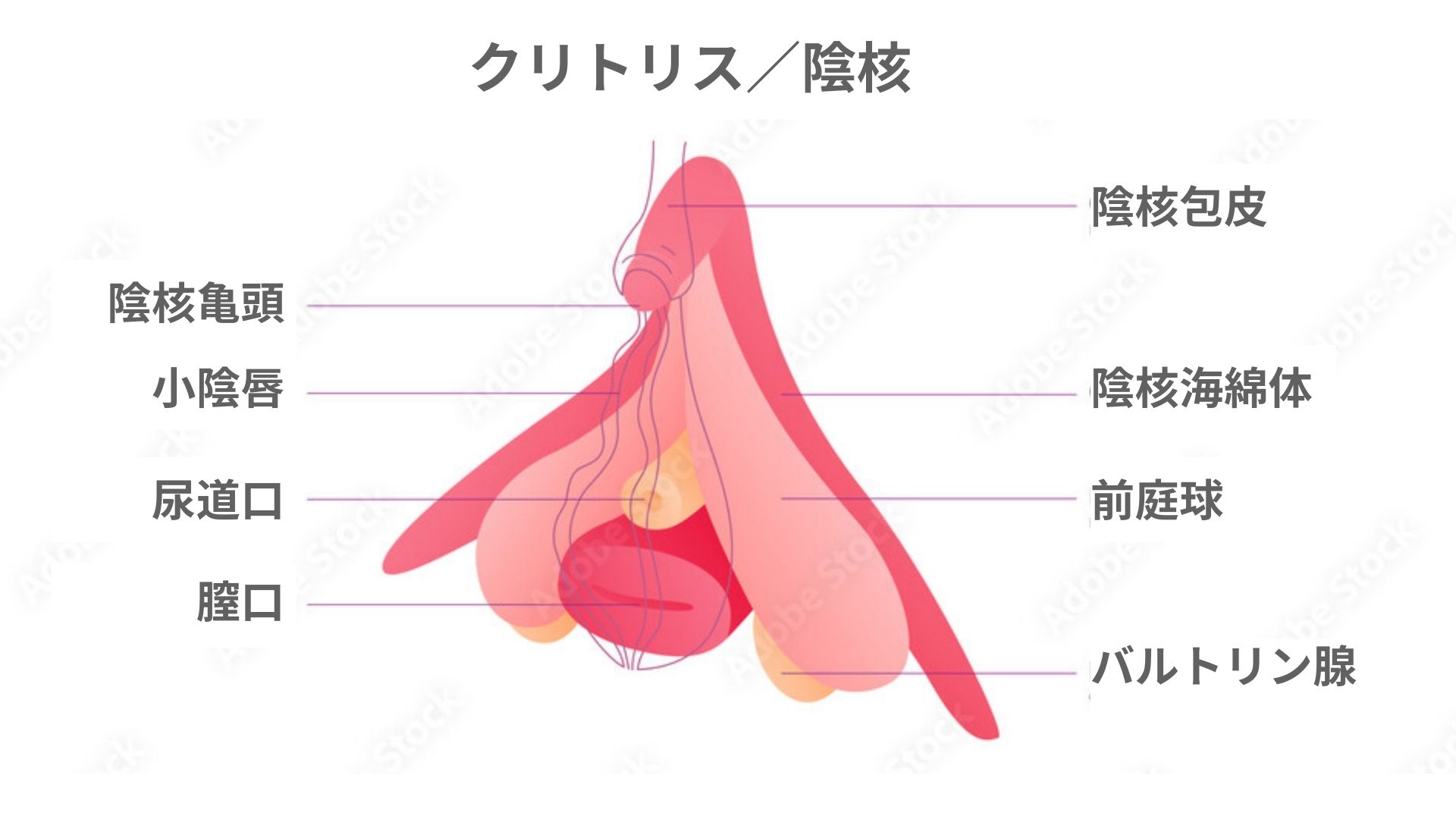 クリトリス（陰核） が痛い・痒い・腫れる・できもの… 症状別の原因と正しいケア・受診目安を女性医師が解説 –  港区、品川区の産婦人科で妊婦健診・産後ケア・避妊相談なら│海老根ウィメンズクリニック